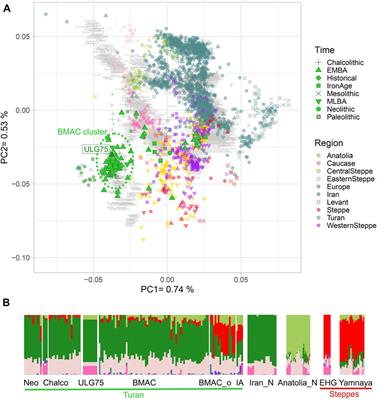 Genetic analysis of a bronze age individual from Ulug-depe (Turkmenistan)